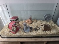 3 Adet Gonzales Hamster