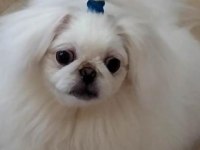 En güzel pekinez bebekler