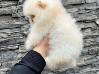 Pomeranian baby face köpeğimiz