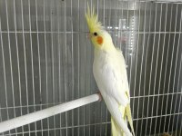 Bebek Sultan Papağanları