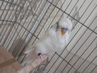 Show jumbo 1 yaşında erkek ele alışkan muhabbet kuşu