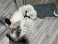 Efsane babadan muhteşem erkek scottish fold