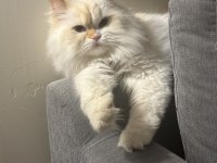 İran safkan Şansım oğlum Ömrüm