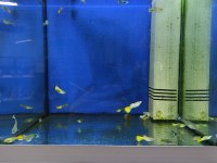 Ciklet beta neon tetra Lepistes japon moli