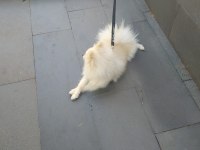 Pomeranian ciğer boo