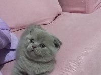 Saf kan ayı surat scottish fold yavrular