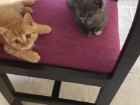 Acil verilecek kedimiz lütfen ciddi alıcılar yazsın