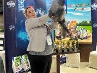 En güncel şampiyonluklarla benim maine coon devlerim