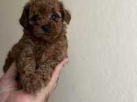 Teacup dişi red poodle