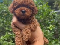 Toy Poodle Aşılı Mikro Çipli Yavrular
