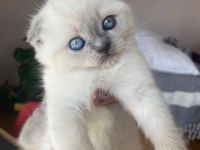 Scottish blue ve blue point yavrular nadir güzellik