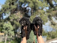 Kore toy poodle yavrularımız