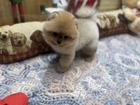 Tedy Bear Pomeranian Boo Pupy