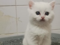Teslime hazır bebek british shorthair
