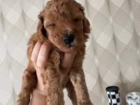 Toy poodle köpeği