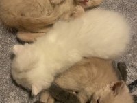 50 günlük scottish fold yavrularımıza yeni yuva arıyoruz