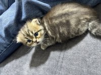 Dişi Scottish Fold x American Shorthair Melezi Yavru