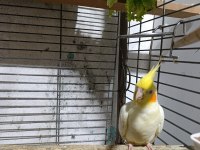 Bebek Sultan Papağanlar