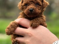 KORE KAN TOY POODLE