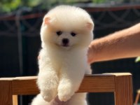 Dişi Ve Erkek Pomeranian Boo Yavrularımız