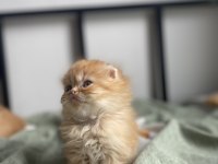 Scottish Fold Pofuduk Kediler