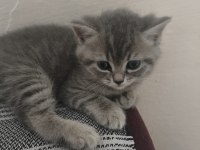 British shorthair kedisi