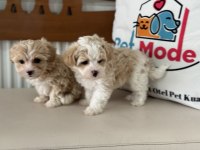 Çok özel tea cup kore maltipoo yavrularımız
