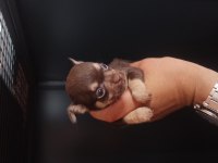 Şivava (chihuahua)