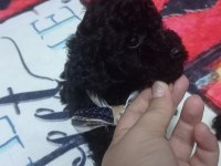 Siyah inci poodle oğlumuz yeni yuvasını arıyor