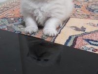 Pofuduk British Longhair PAŞALAR