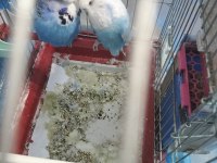 Show jumbo iki adet muhabbet kuşu