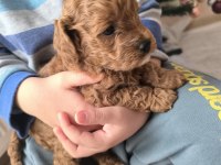 Safkan Toy Poodle Erkek Yavru Sevecen, Zeki ve Oyncu Dost