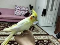 Lutino erkek sultan papağanı