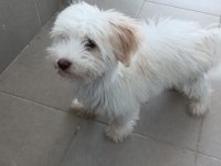 Maltese Terrier Sıfır Numara