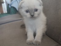 44 günlük scottish fold yavrular
