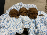 Irk sağlık ve kilo garantili safkan poodle bebeğim