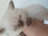 ADANA YAVRU KEDİLER TESLİME HAZIR
