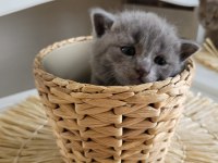 British shorthair 5 tane yavru