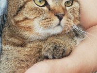 Kedimize Eş Arıyoruz Scottish Fold