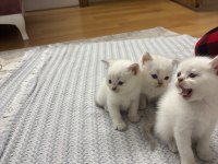 Efsane kalitede golden ve beyaz kodlu cins kedilerim
