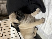 Erkek pug mops yavrumuz üst düzey
