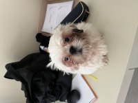2 aylık shih tzu erkek ve dişi