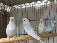 Yavru muhabbet kuşları