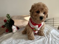 SEVİMLİ MALTİPOO YAVRULARIMIZ