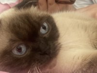 UFAK CİNS KÖPEKLE DEĞERİNDE TAKAS KEDİMİZ