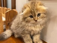 Aslan n11 british longhair