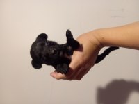 Minik Bulldog Bebemiz