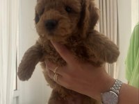 MUHTEŞEM POODLE MINIKLER