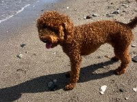 Toy poodle dişi