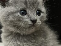 2 aylık gri british shorthair yavrularımız